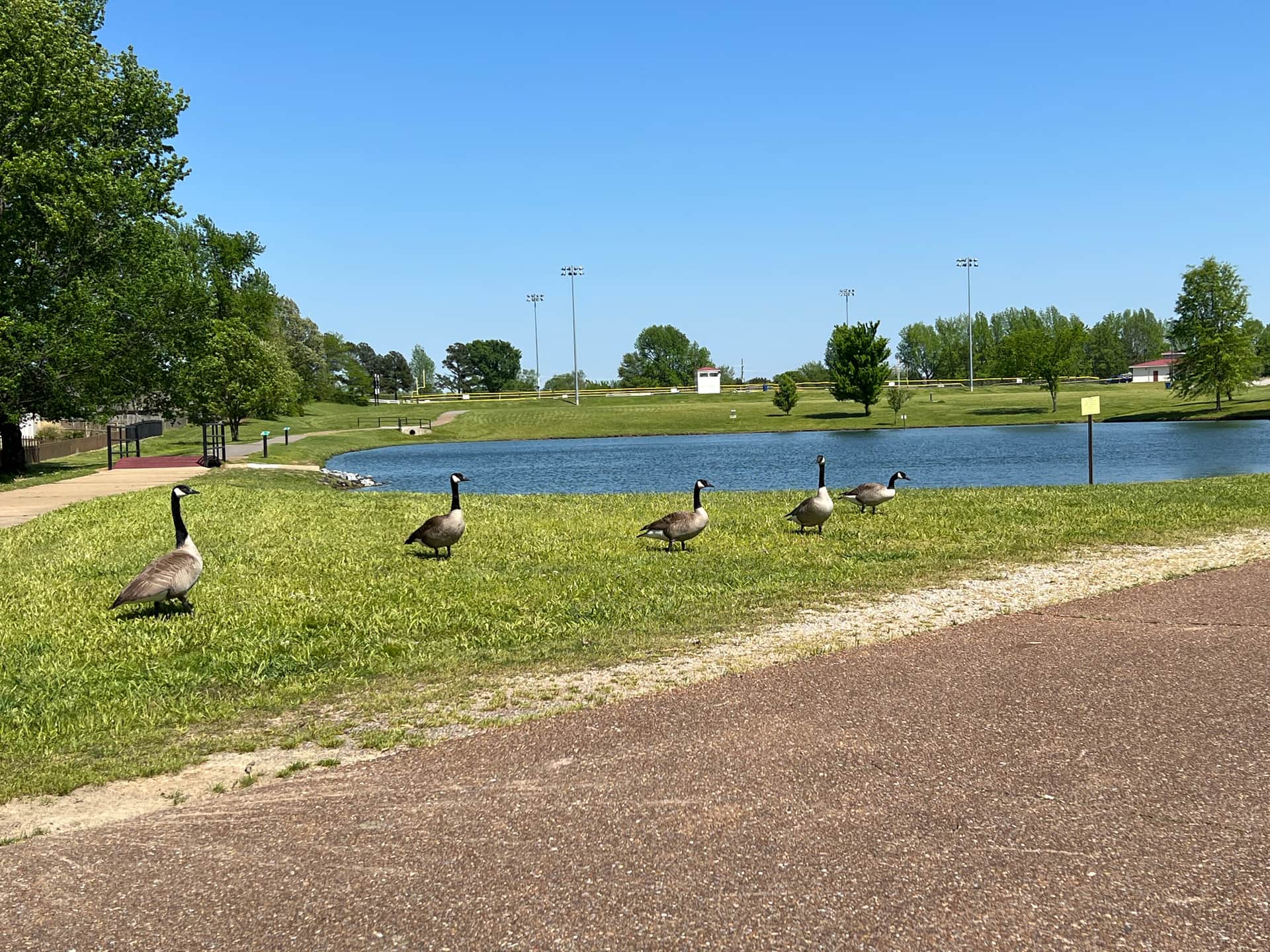 Canada geese grazing beside the lake at Latimer Lakes Park in Horn Lake