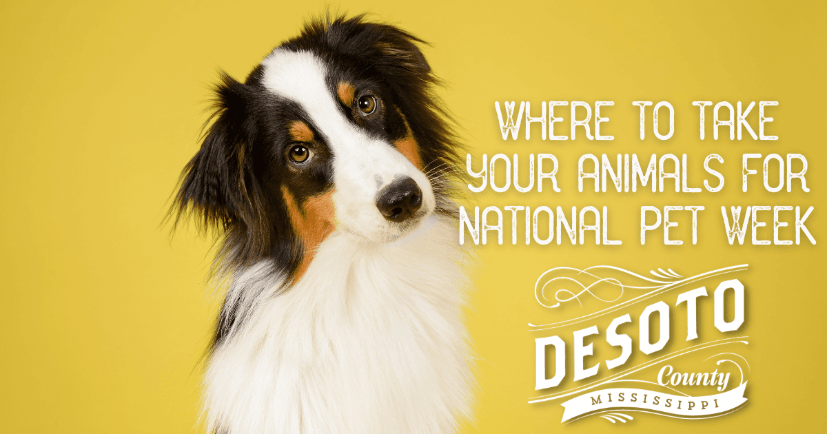 national pet week blog hero