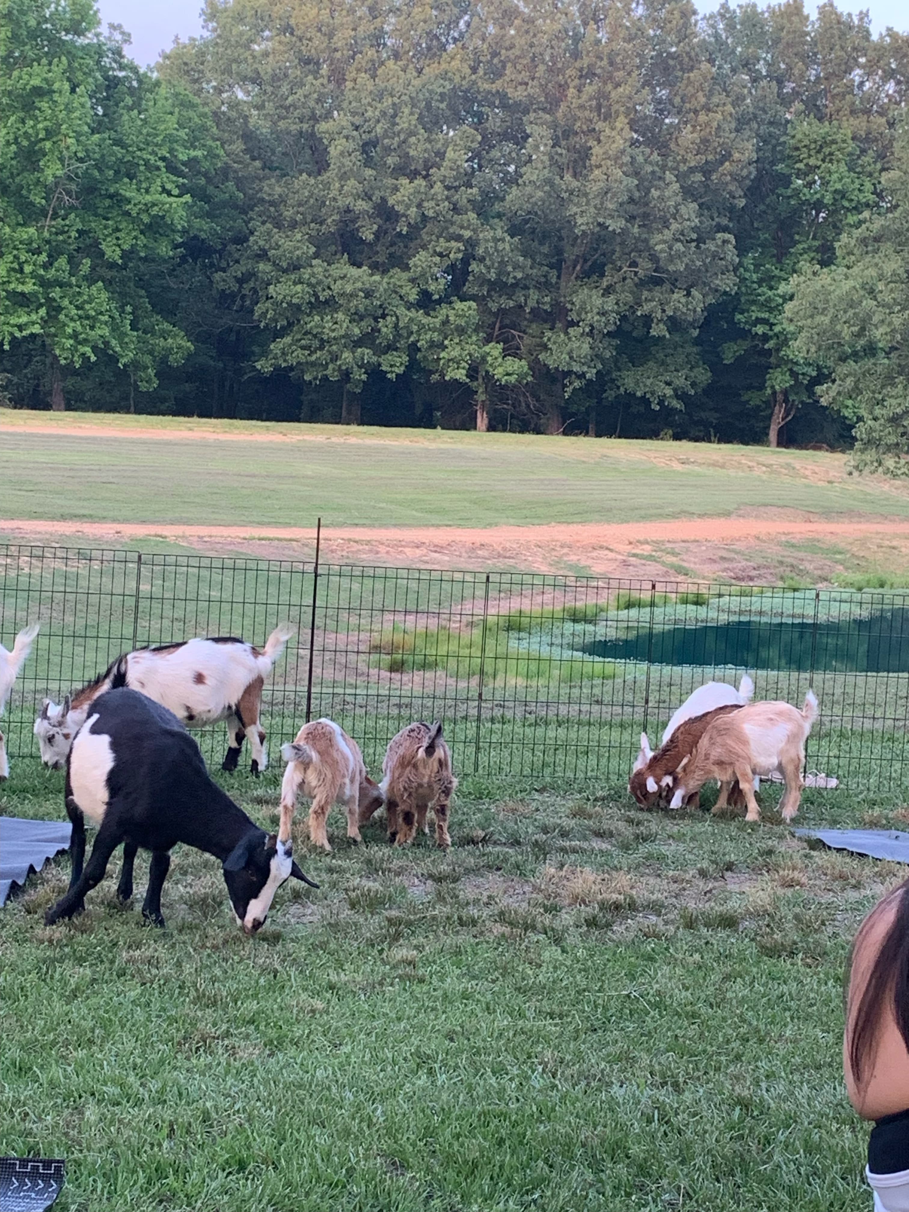 Goat yoga session at Blue Haze Farms in Nesbit