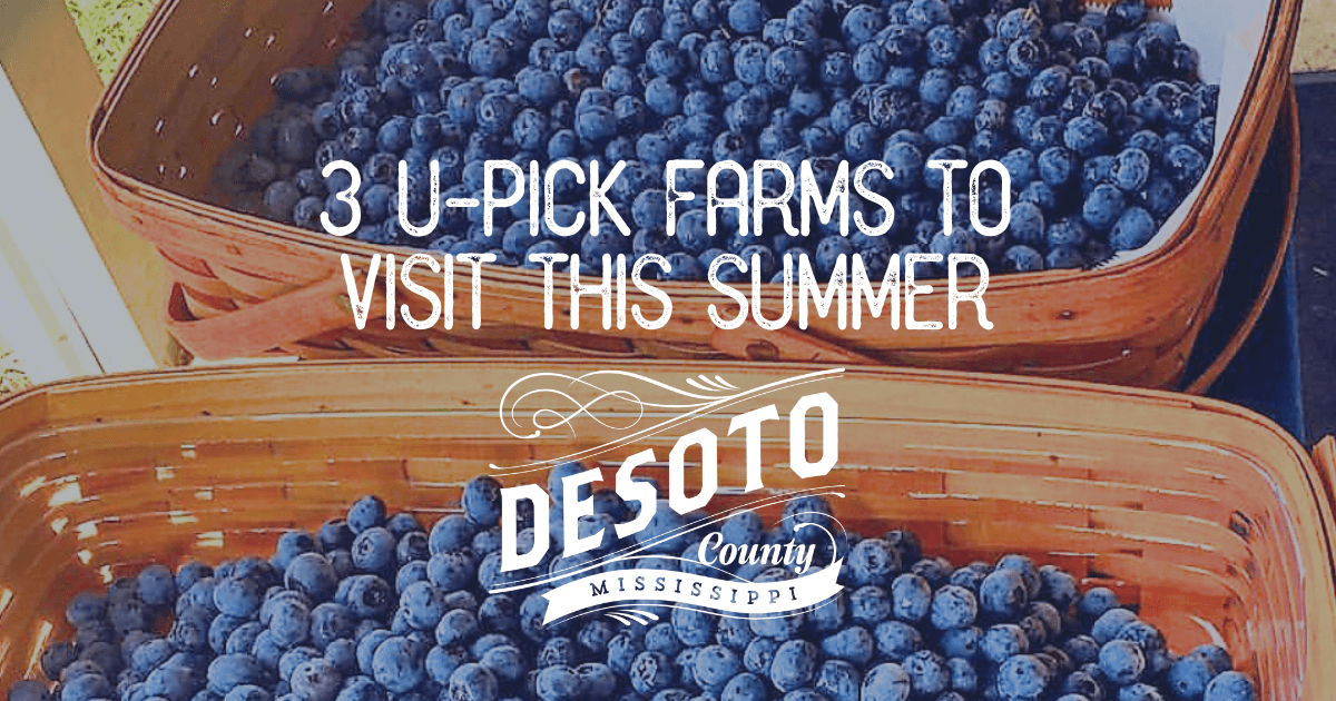 3 u pick farms to visit in desoto county this summer blog hero