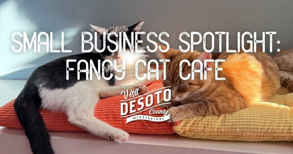 small business spotlight fancy cat cafe blog hero